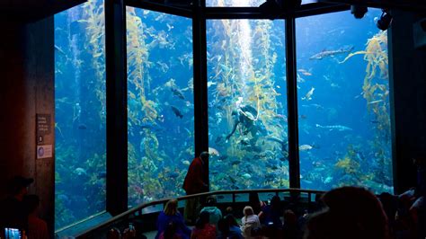 phil mitchell aquarium|Monterey Bay Aquarium.